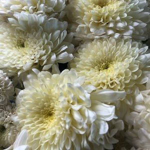 Meet your Posher, Yari